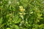 : - Rhinanthus apterus