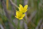 Moor-Steinbrech - Saxifraga hirculus