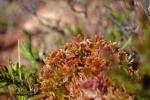: - Straminergon stramineum