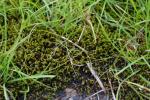 Flutendes Moorsichelmoos - Warnstorfia fluitans