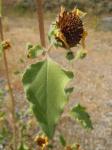 Sonnenblume - Helianthus annuus
