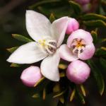 : - Boronia rozefeldsii