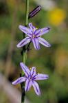 : - Caesia calliantha