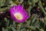: - Carpobrotus rossii