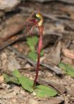 : - Chiloglottis reflexa
