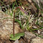 : - Cyrtostylis reniformis
