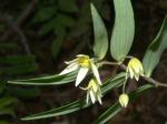 : - Drymophila cyanocarpa