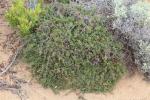 : - Eutaxia microphylla