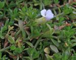 : - Gratiola nana
