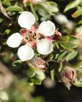 : - Leptospermum lanigerum