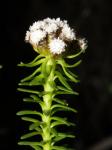 : - Ozothamnus lycopodioides