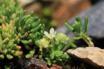 : - Poranthera petalifera