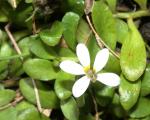 : - Lobelia surrepens