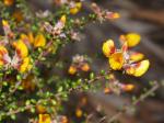 : - Pultenaea gunnii