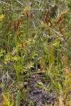 : - Schizaea fistulosa