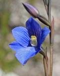 : - Thelymitra cyanea
