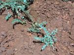 : - Cressa truxillensis
