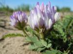 : - Astragalus cibarius