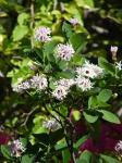 : - Dais cotinifolia