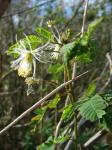 : - Desmanthus pernambucanus