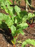 Echter Manglod - Beta vulgaris var vulgaris
