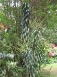 : - Dracaena angustifolia