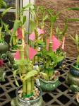 Glücks Bambus - Dracaena braunii