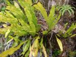 : - Elaphoglossum aemulum