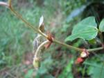: - Cissus rhombifolia