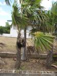 : - Coccothrinax barbadensis