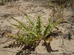 : - Camissonia tanacetifolia