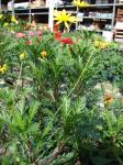 Gelbe Strauchmargerite-Euryops pectinatus