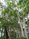 : - Falcataria moluccana