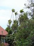 : - Ficus pseudopalma