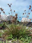 : - Fimbristylis cymosa