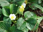 Gartenerdbeere - Fragaria ananassa