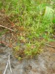 : - Galium divaricatum