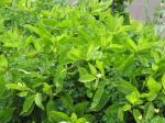 : - Gynura nepalensis