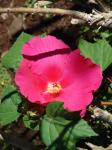 Roseneibisch - Hibiscus moscheutos