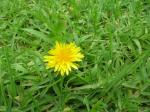 : - Hypochoeris radicata