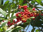 : - Ilex cassine