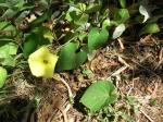 : - Ipomoea ochracea