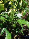 : - Ecbolium ligustrinum