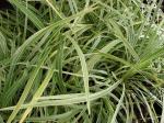 Lilientraube - Liriope muscari
