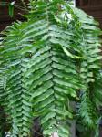 Aufrechter Schwertfarn - Nephrolepis biserrata