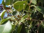 : - Sideroxylon polynesicum