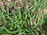 : - Paspalum fimbriatum