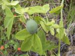 Weiße Passionsblume - Passiflora subpeltata
