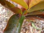 : - Phyllanthus distichus