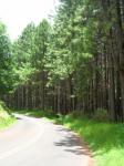 Weihrauch-Kiefer - Pinus taeda